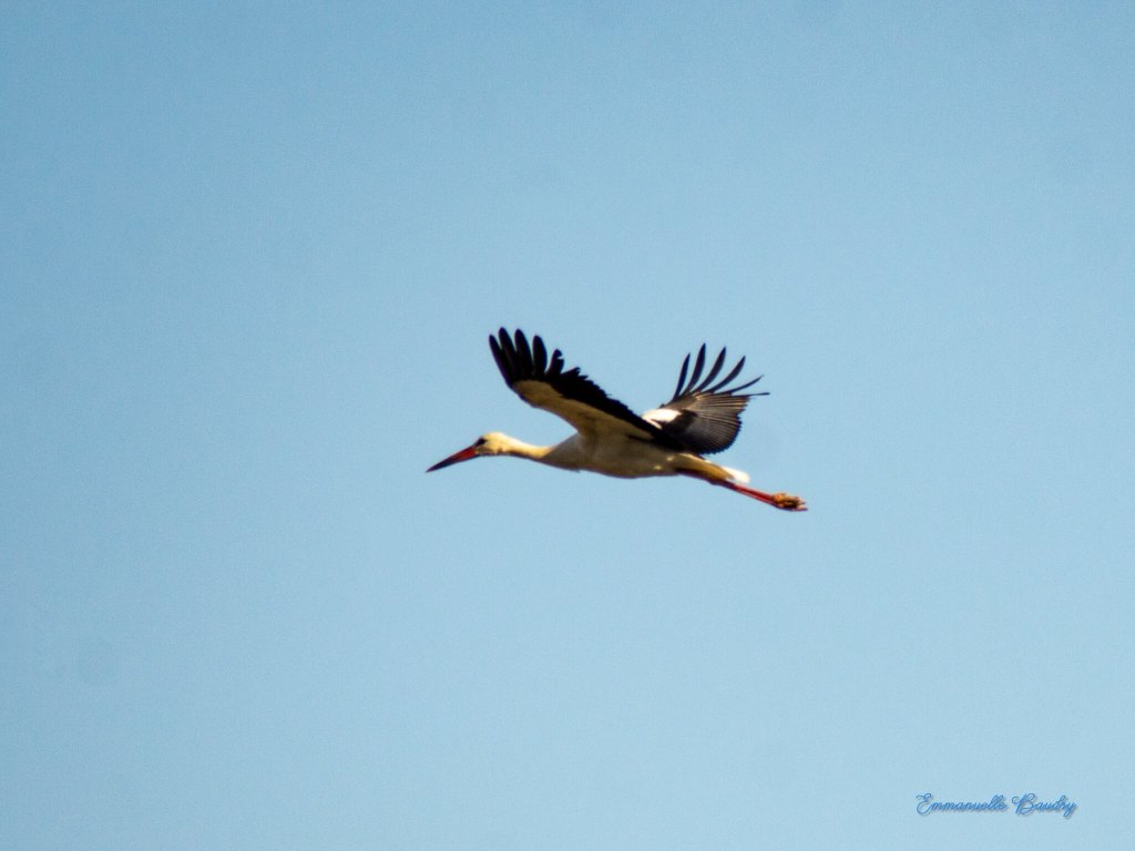 Migration des cigognes – storks migration